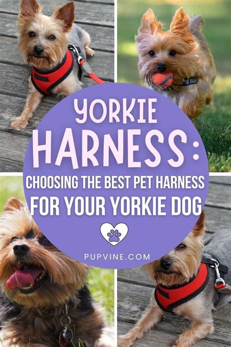 harness for a teacup yorkie|best yorkie harness for dogs.